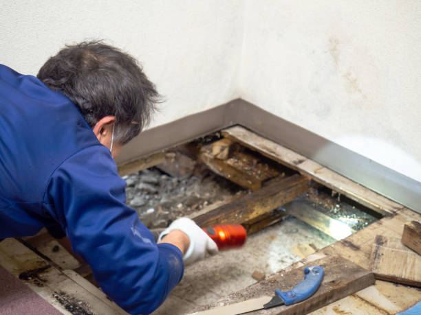 Best Health and Safety Mold Remediation in Kahoka, MO