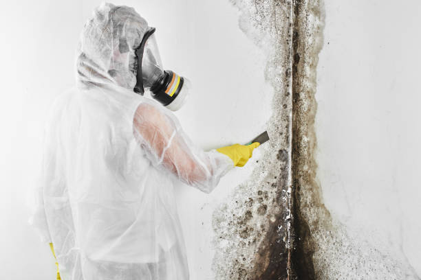 Best Crawl Space Mold Remediation in Kahoka, MO