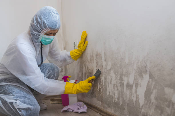 Best Residential Mold Remediation in Kahoka, MO