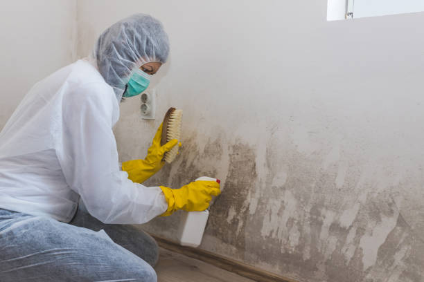 Best Black Mold Remediation in Kahoka, MO