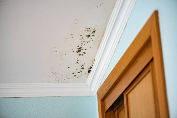 Best HVAC Mold Remediation in Kahoka, MO