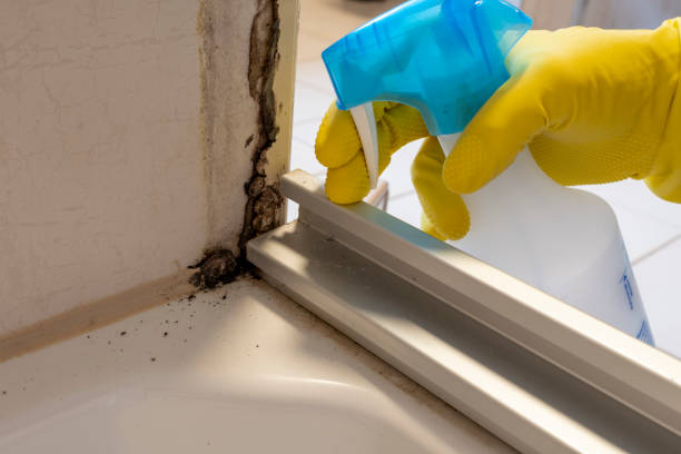 Best Kitchen Mold Remediation in Kahoka, MO
