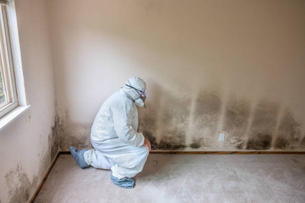 Best Residential Mold Remediation in Kahoka, MO