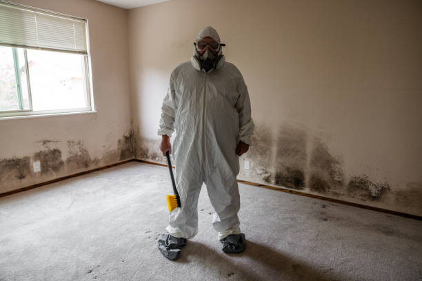 Best Insurance-Related Mold Remediation in Kahoka, MO