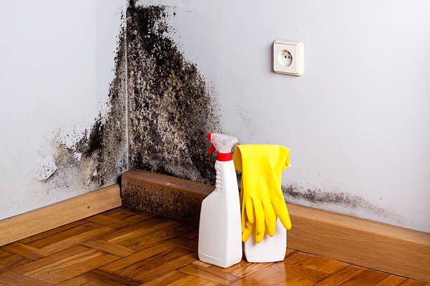 Best Post-Flood Mold Remediation in Kahoka, MO