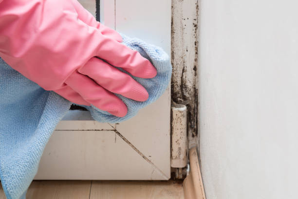 Best Mold Testing and Inspection Services in Kahoka, MO